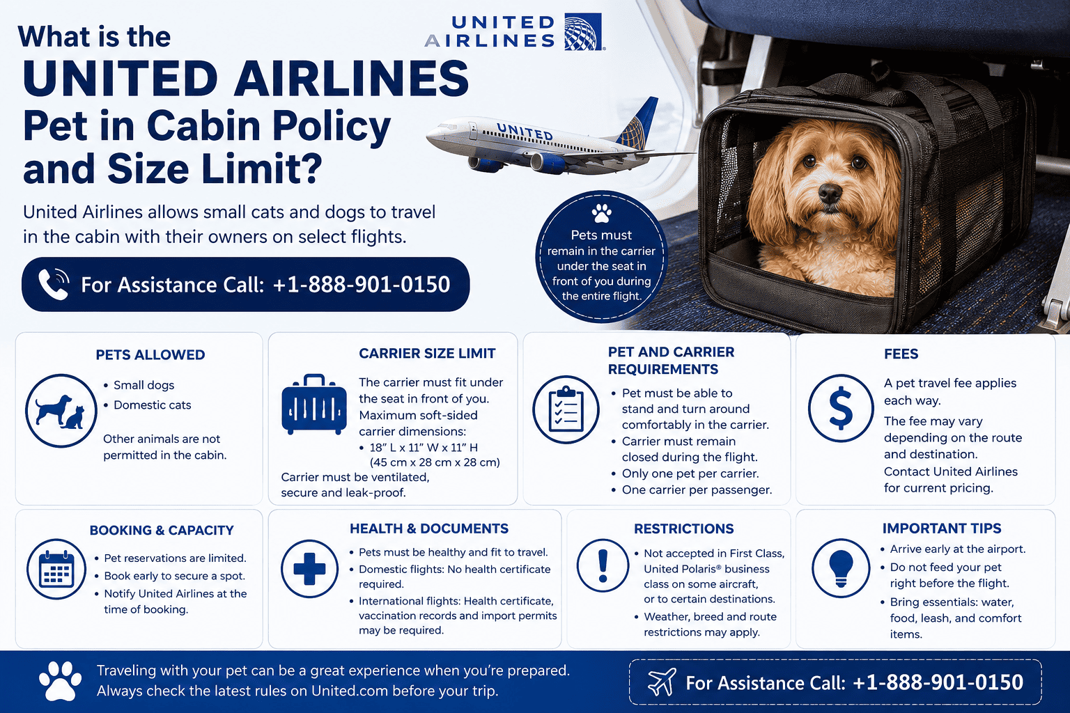 What Is the United Airlines Pet in Cabin Policy and Size Limit?